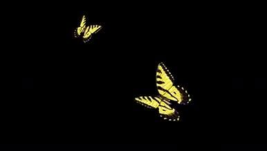 蝴蝶视频视频的预览图